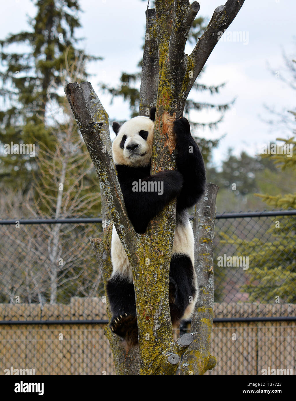 Acrobat panda bear hires stock photography and images Alamy