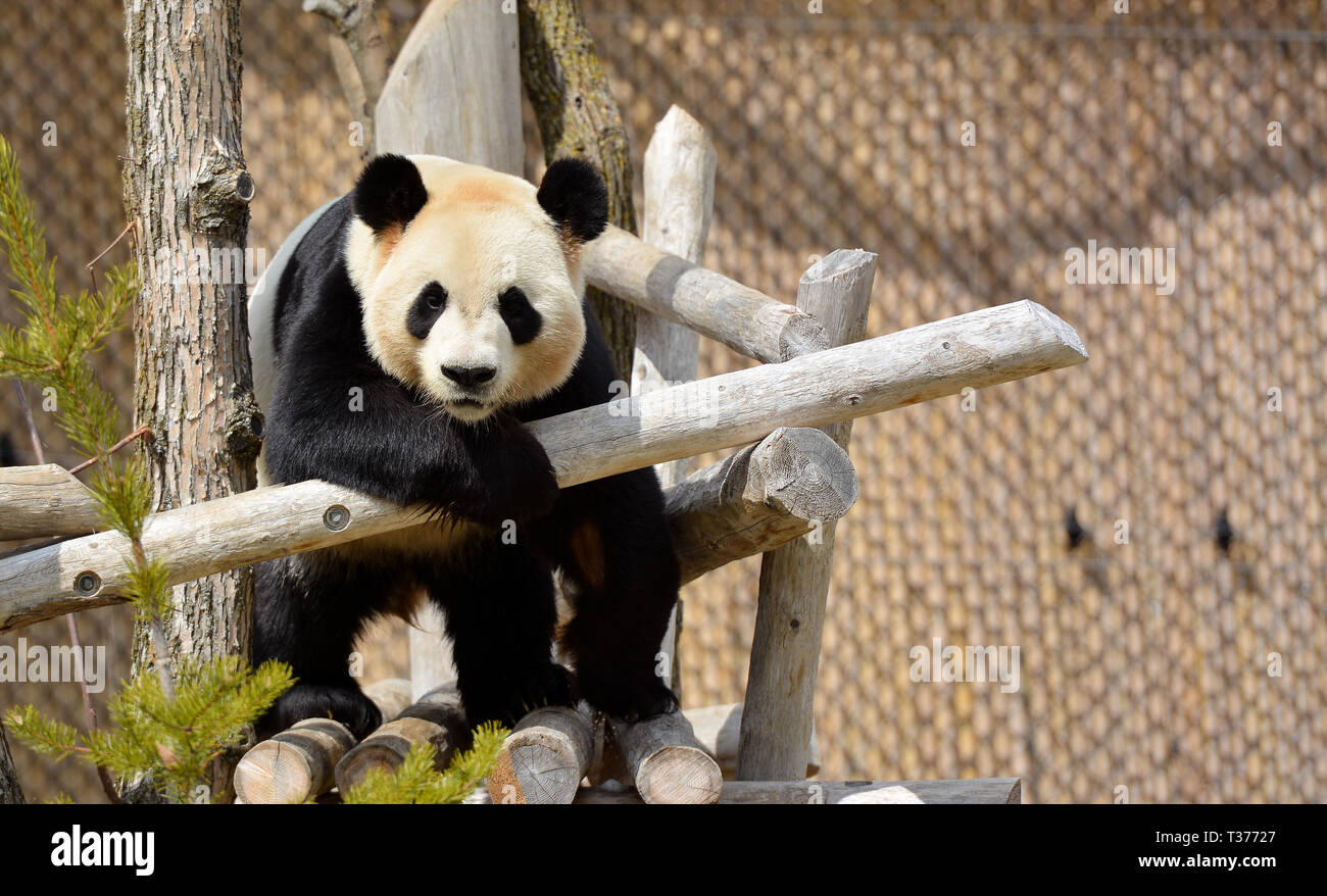 Panda bear on tree Stock Photo - Alamy