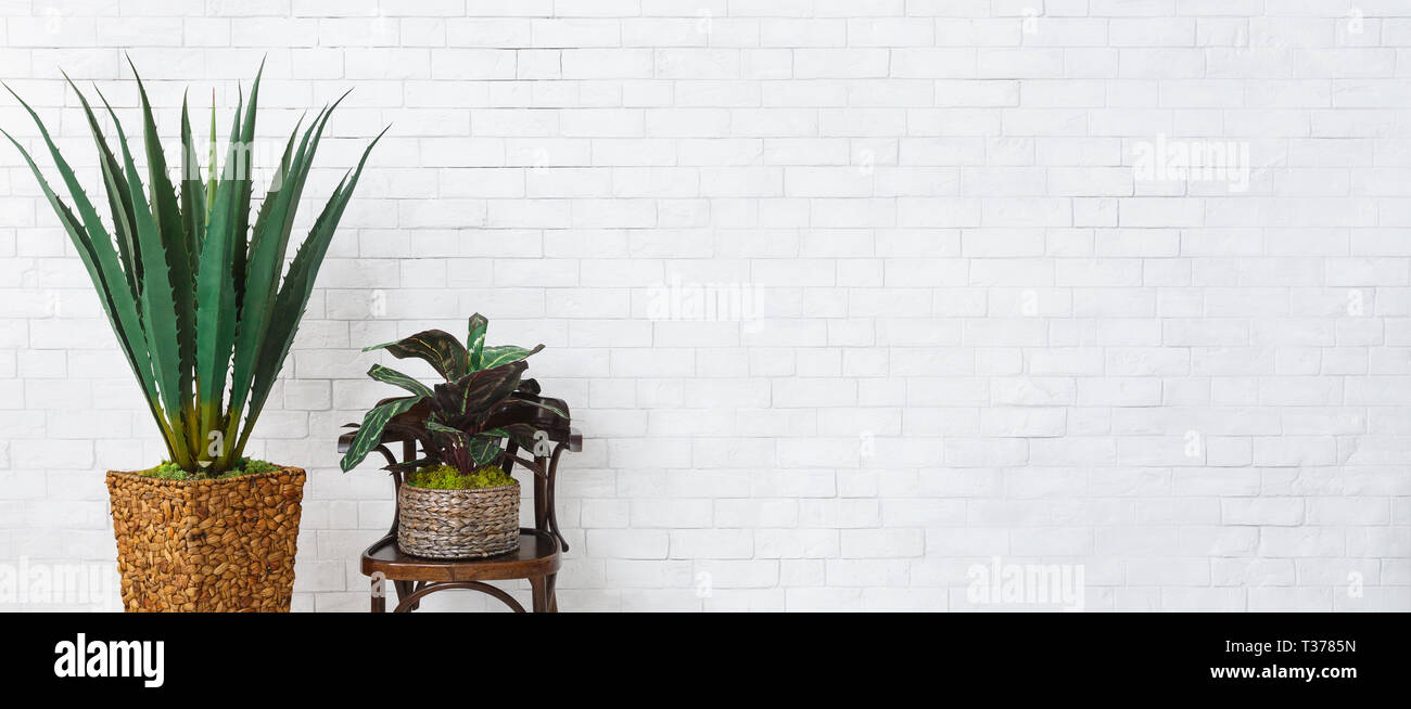 Home Plants In Pots Composition At White Brick Wall Background Minimalistic Decor Concept Copy Space Stock Photo Alamy