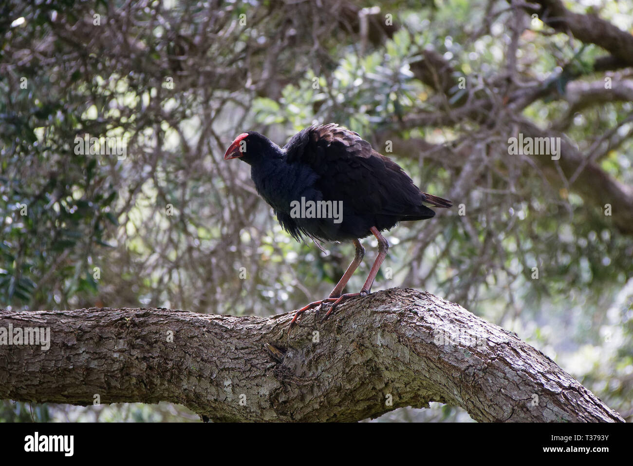 Fluffed up large adult Pukeko up a tree. New Zealand. Stock Photo