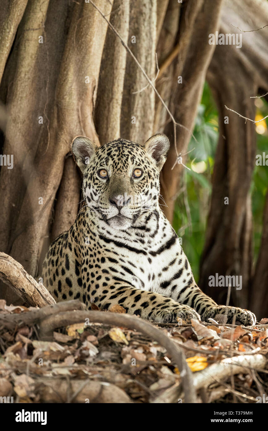 Jaguar, Panthera onca, Pantanal, Mato Grosso, Brazil Stock Photo