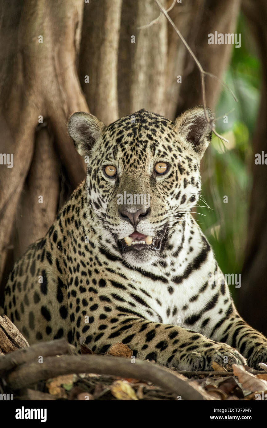 Jaguar, Panthera onca, Pantanal, Mato Grosso, Brazil Stock Photo