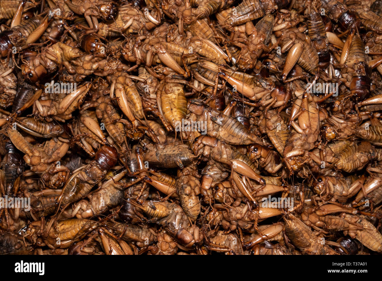 Cambodia, Kampong (Kompong) Cham, town centre, Psar Thmei, central market, cooked locusts for sale as food Stock Photo