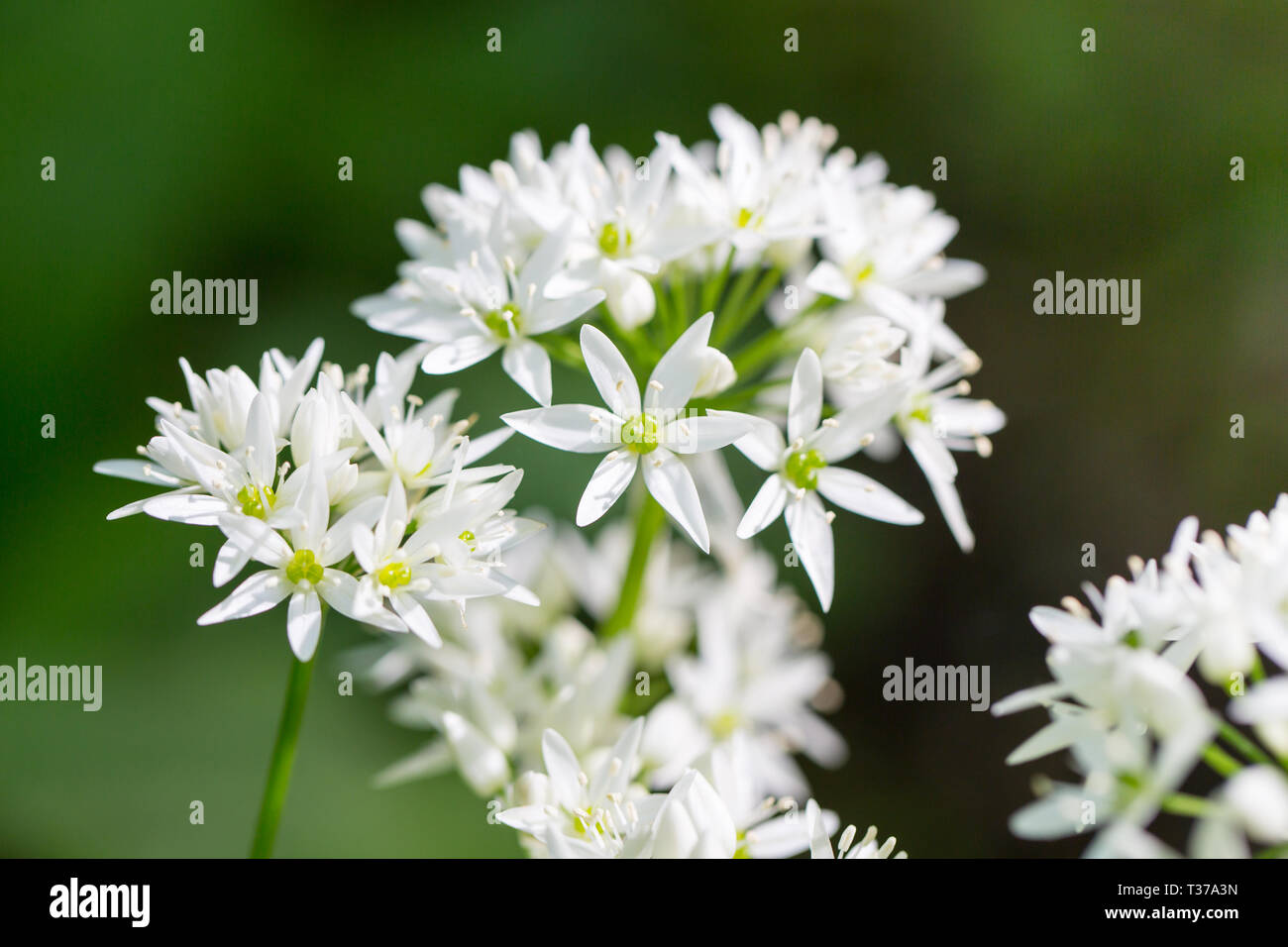 Beer leek Allium ursinum. Blooming wild garlic with white blooms in