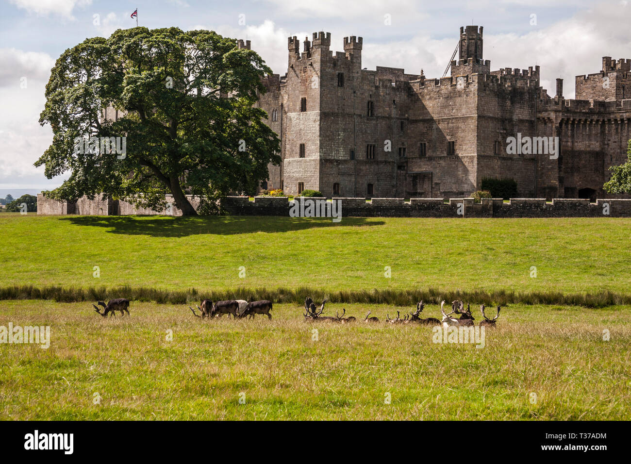 Deer at raby castle hi-res stock photography and images - Alamy