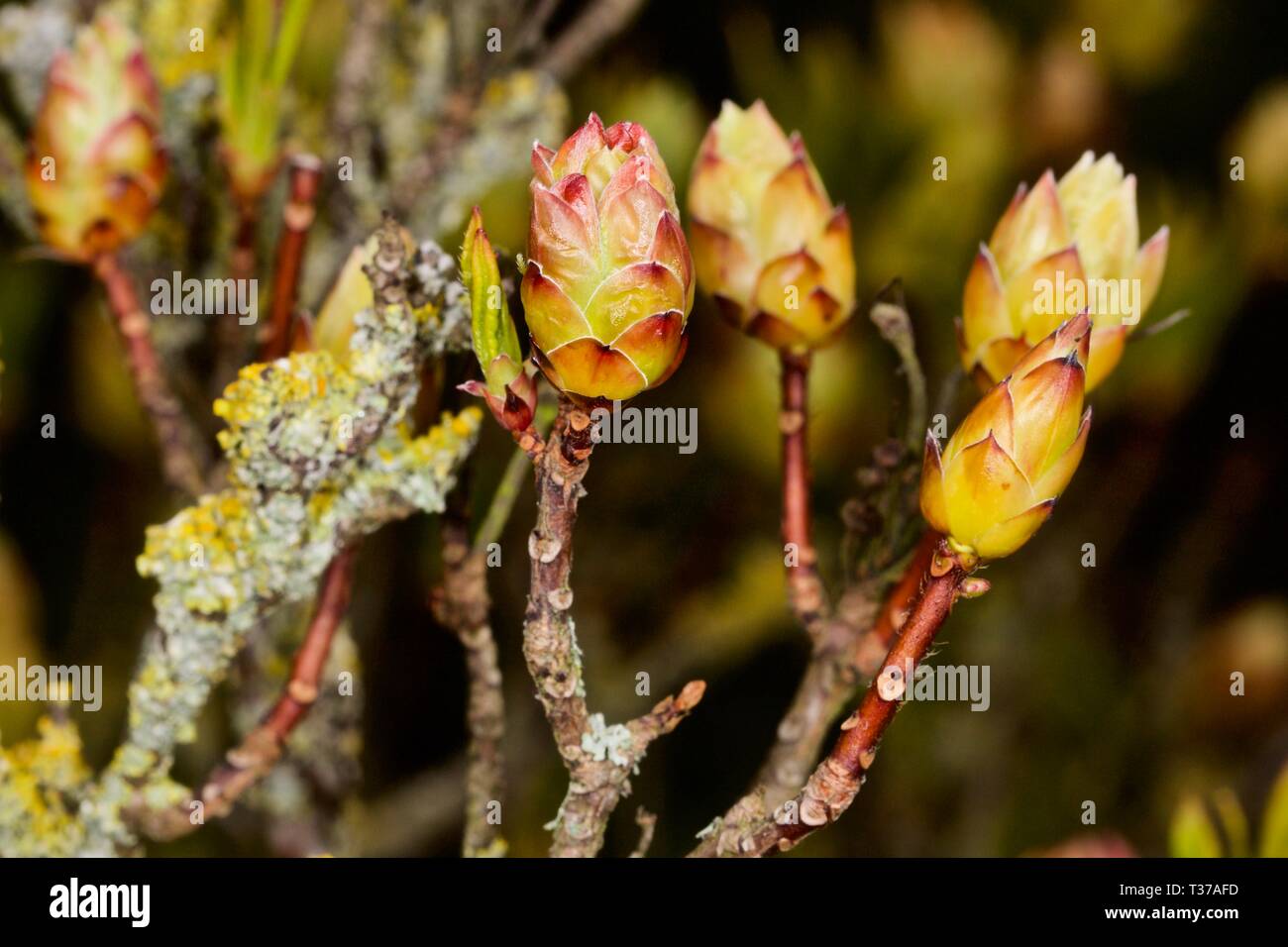 Azalea buds in early spring Stock Photo