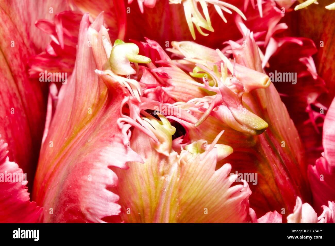 Beautiful multicoloured Parrot Tulip Stock Photo