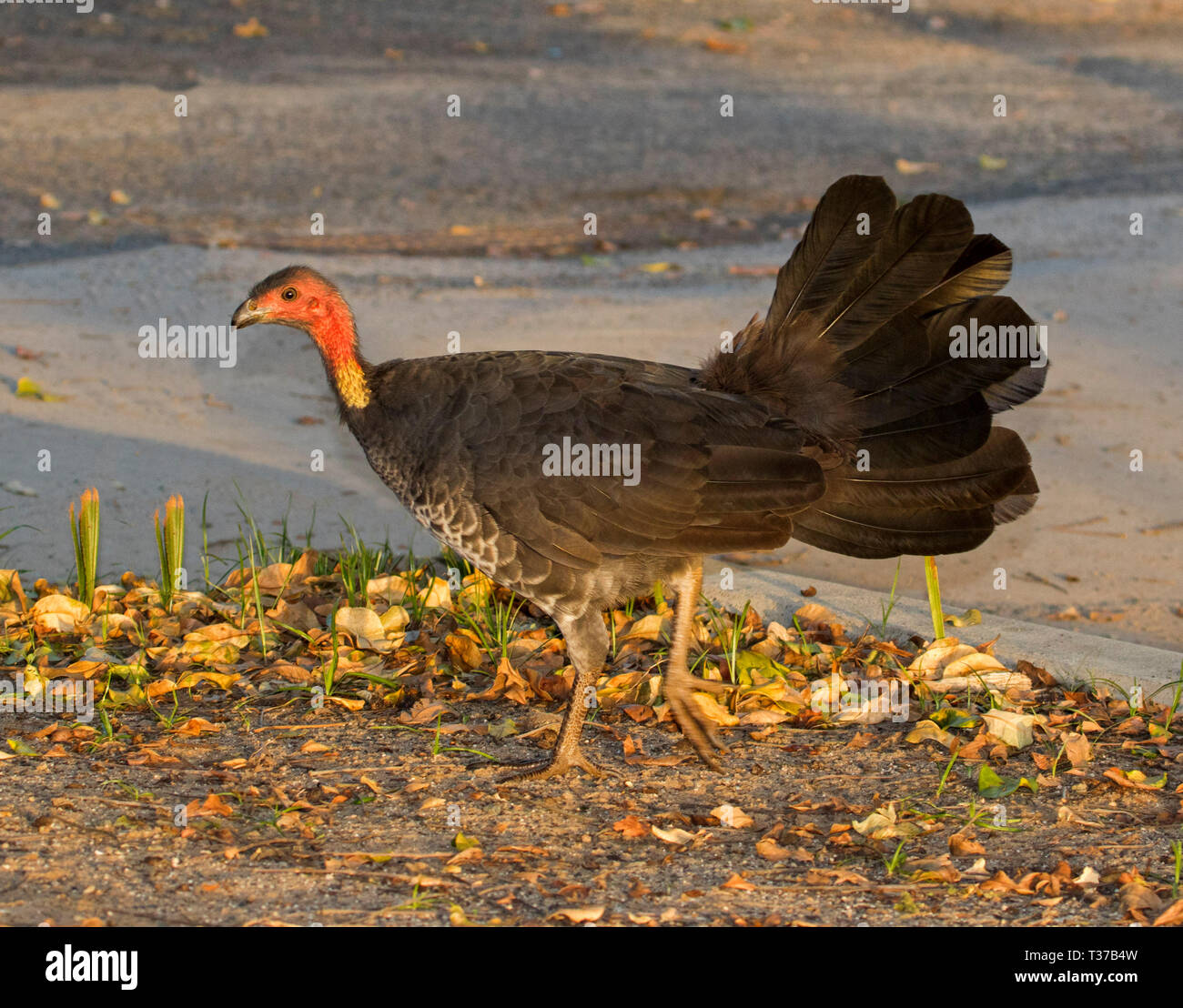 Scrub Turkey Stock Photos & Scrub Turkey Stock Images Alamy