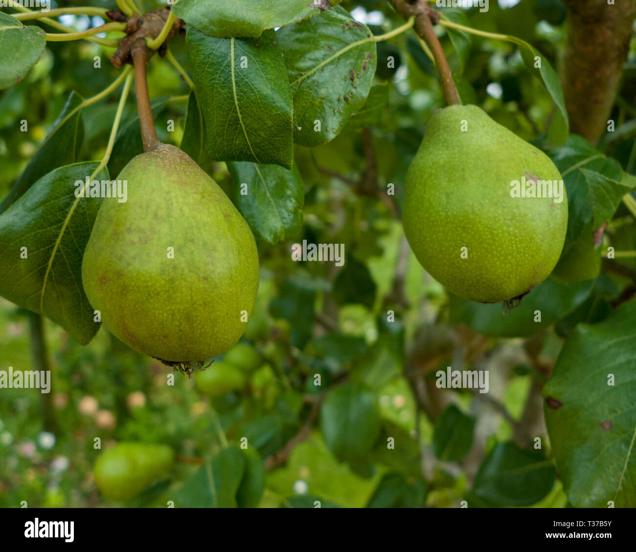 Pyrus sp. Poire Tabeltier (a French species of cooking pear) Stock Photo
