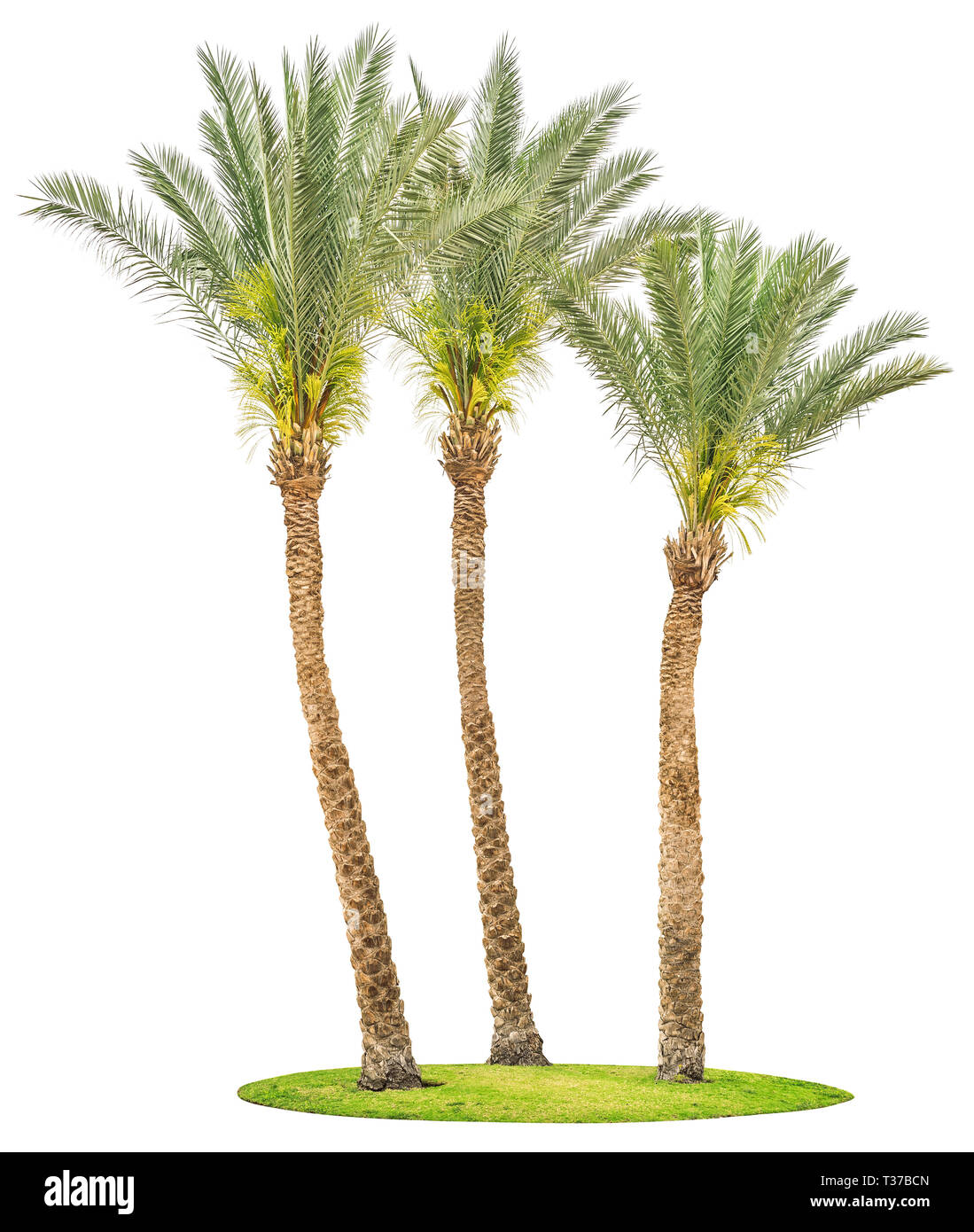 Three date palm trees on green grass isolated on white background. Stock Photo