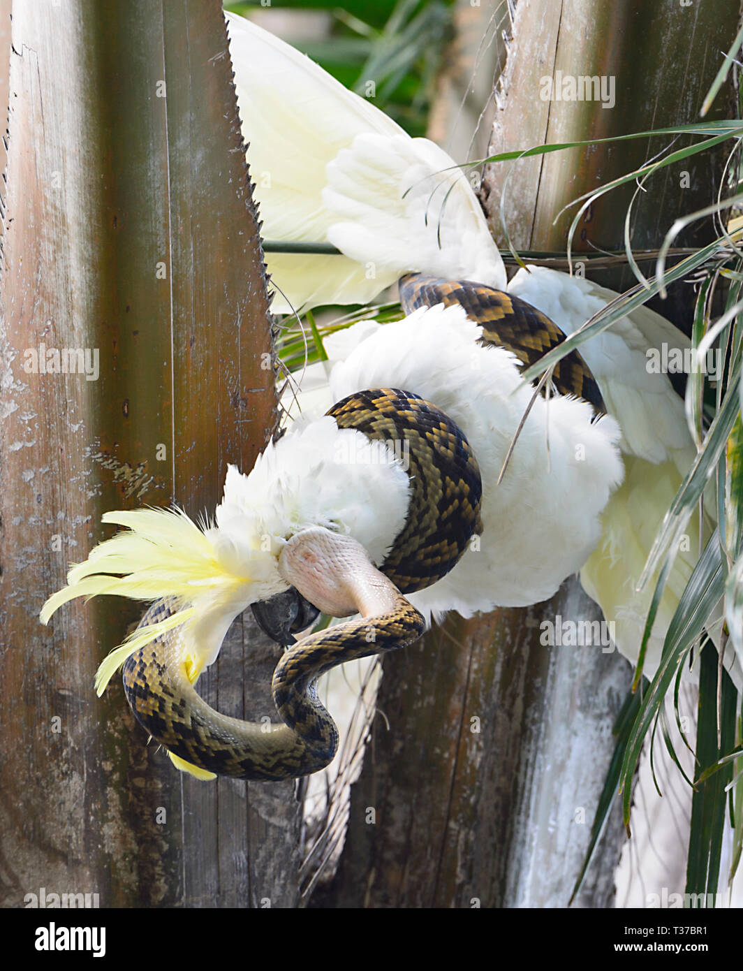 Australian Scrub Python (Simalia Kinghorni) coiled around a Sulphur-crested Cockatoo (Cacatua galerita) and attempting to devour it, QLD, Queensland,  Stock Photo