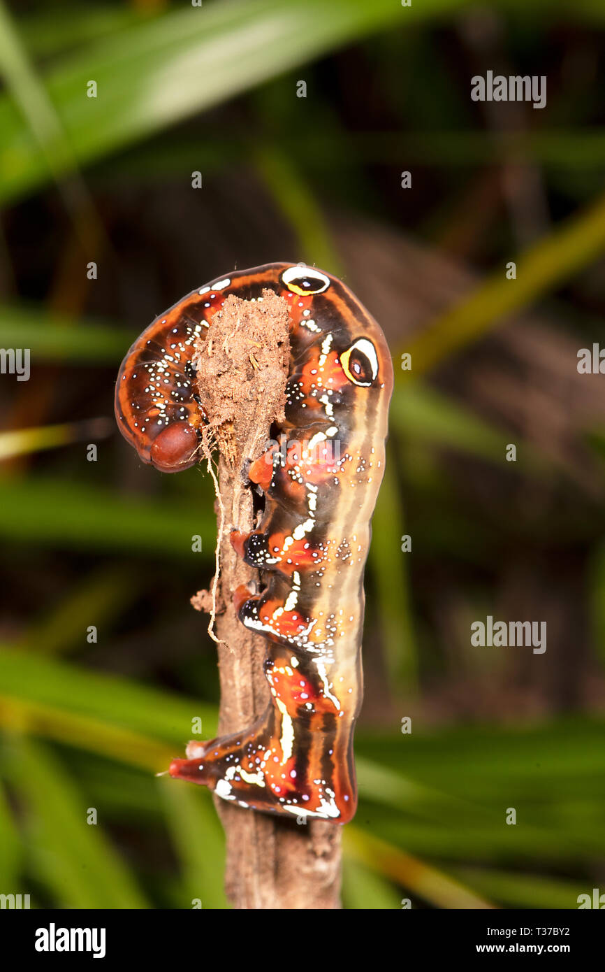 Fruit-piercing Moth Caterpillar (Eudocima salaminia), Cairns, Far North Queensland, QLD, FNQ, Australia Stock Photo