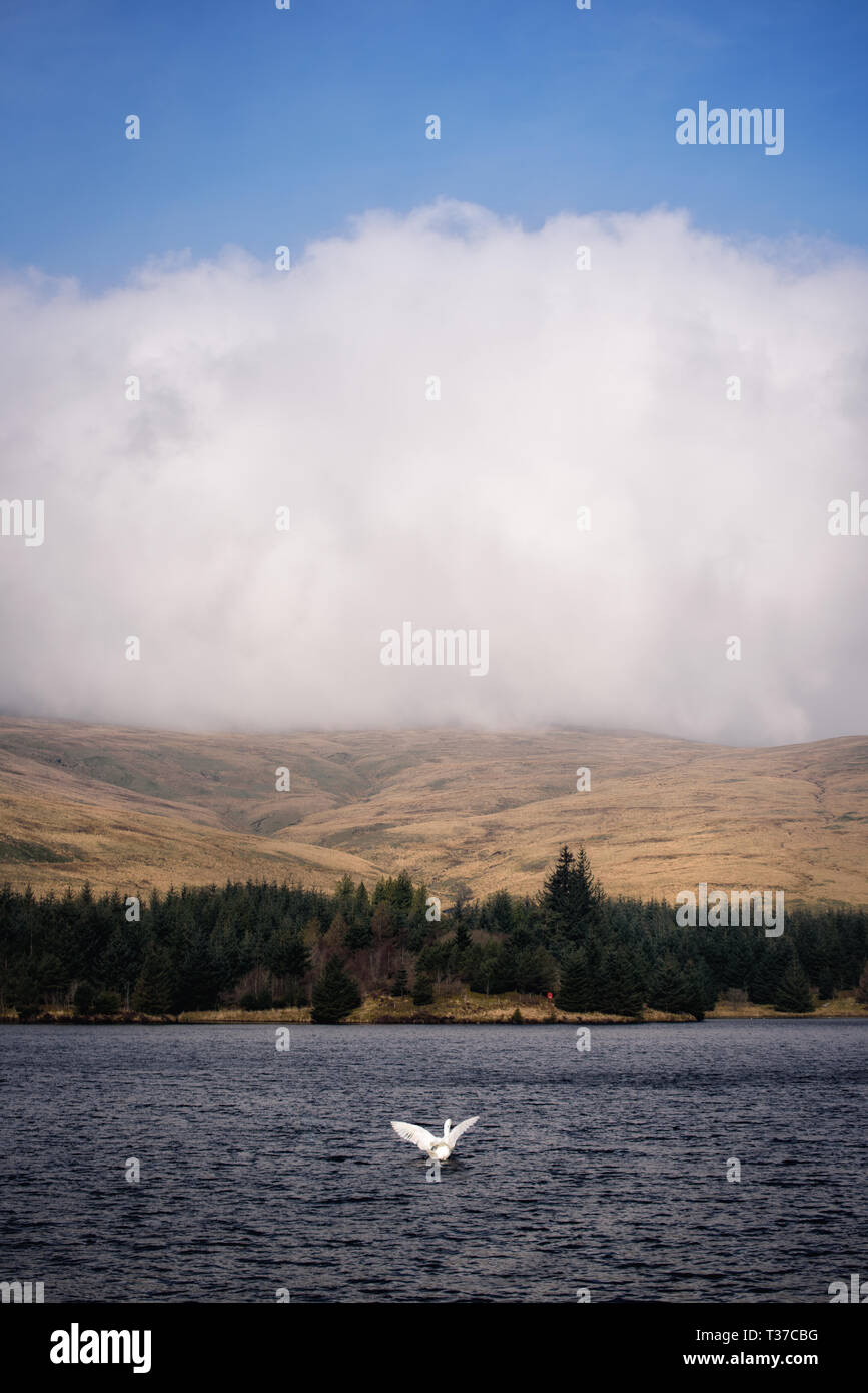 A spring morning in the Welsh countryside with the Reservoir in the ...
