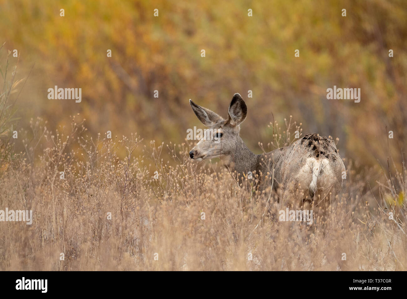 young mule deer in long grasses with autumn foliage in the background Stock Photo