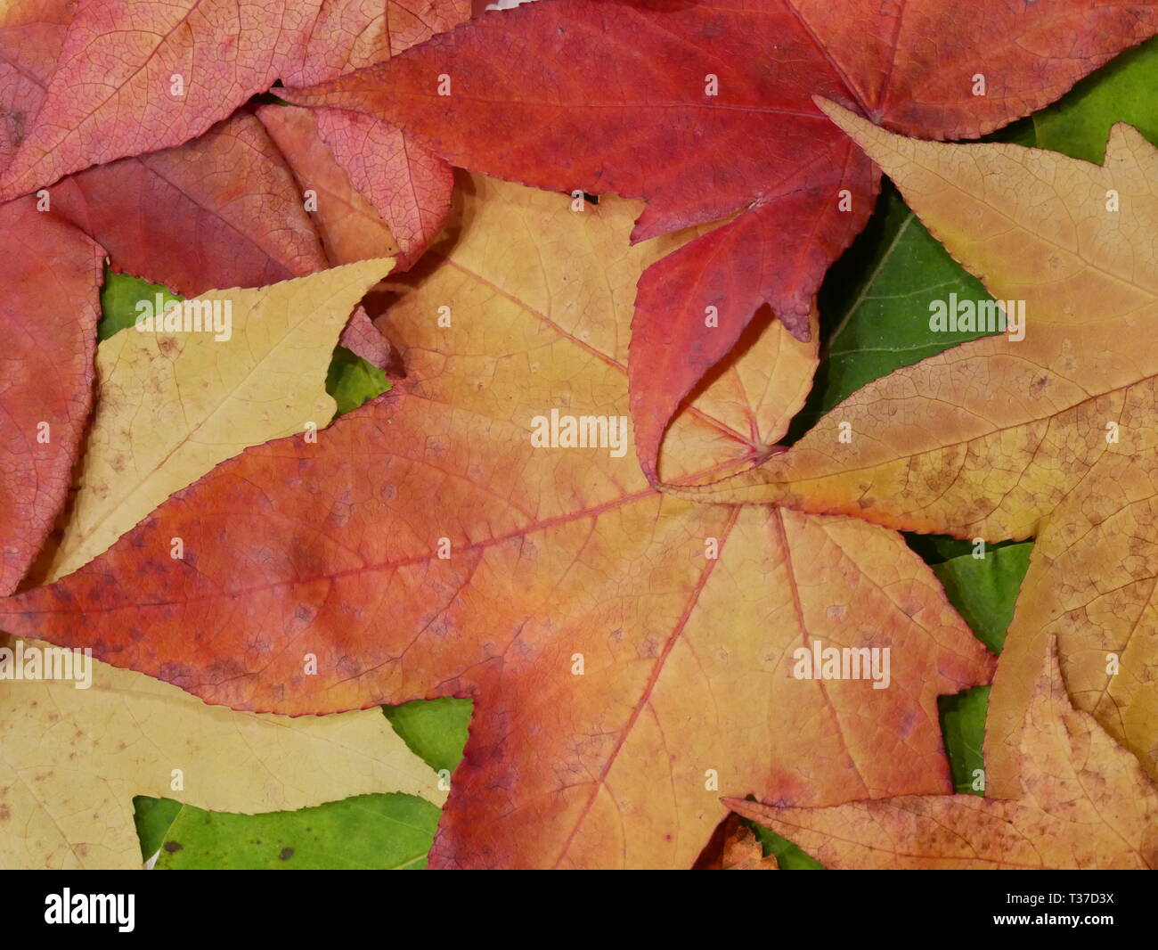 Leaves wood panel home hi-res stock photography and images - Alamy
