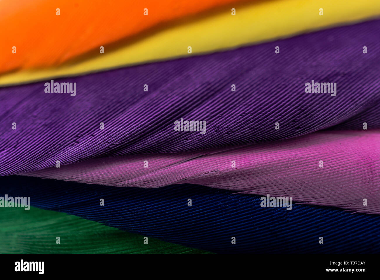 Studio shot photo of colored bird feathers as texture background Stock ...
