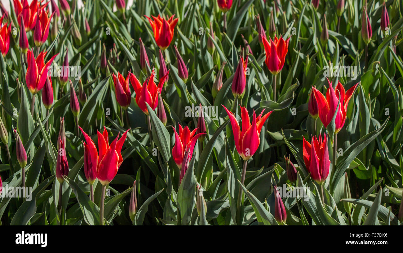 Red color Tulips Bloom in Spring in garden Stock Photo - Alamy