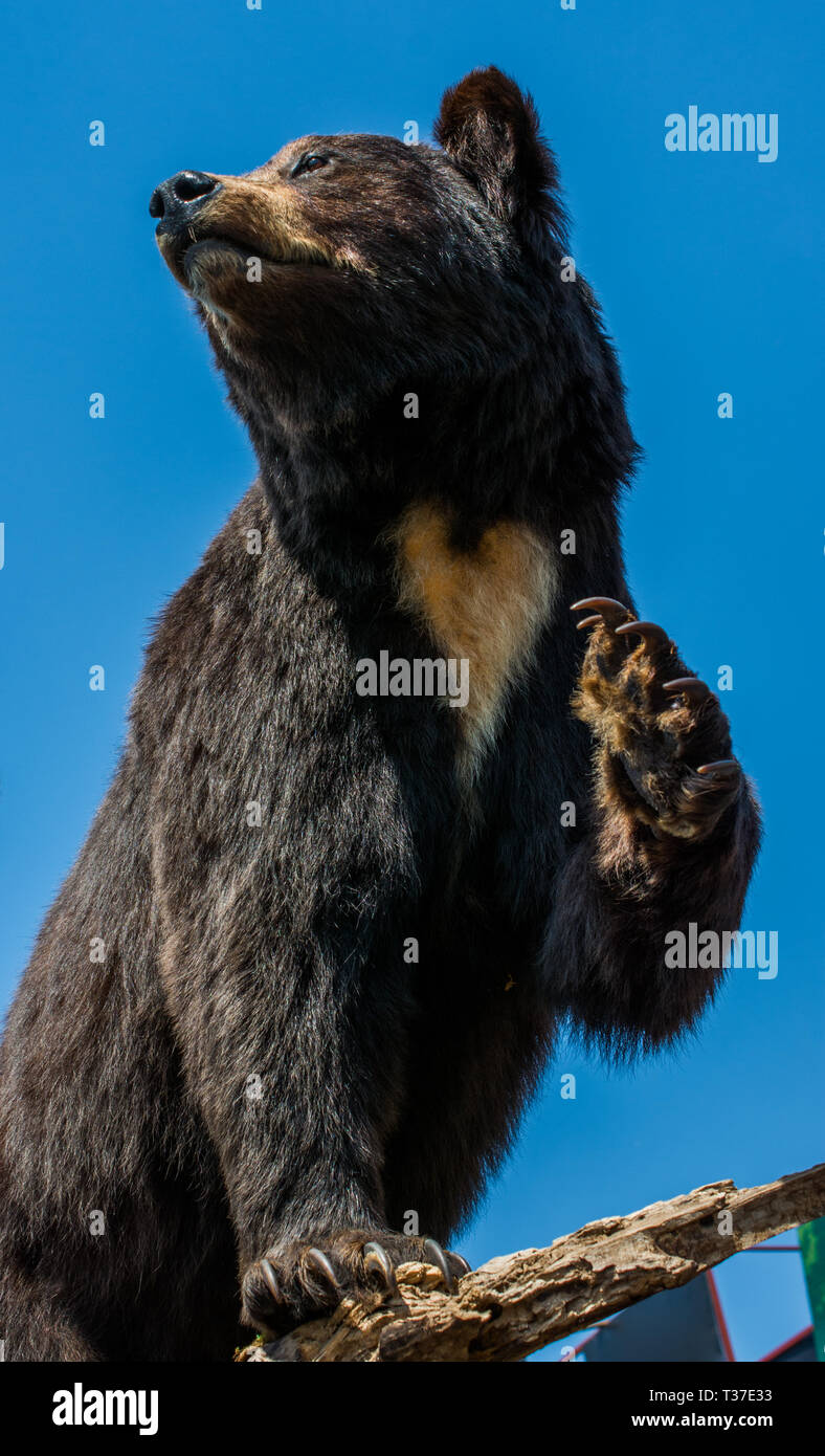 The stuffed big black bear as wild animal in the view Stock Photo Alamy