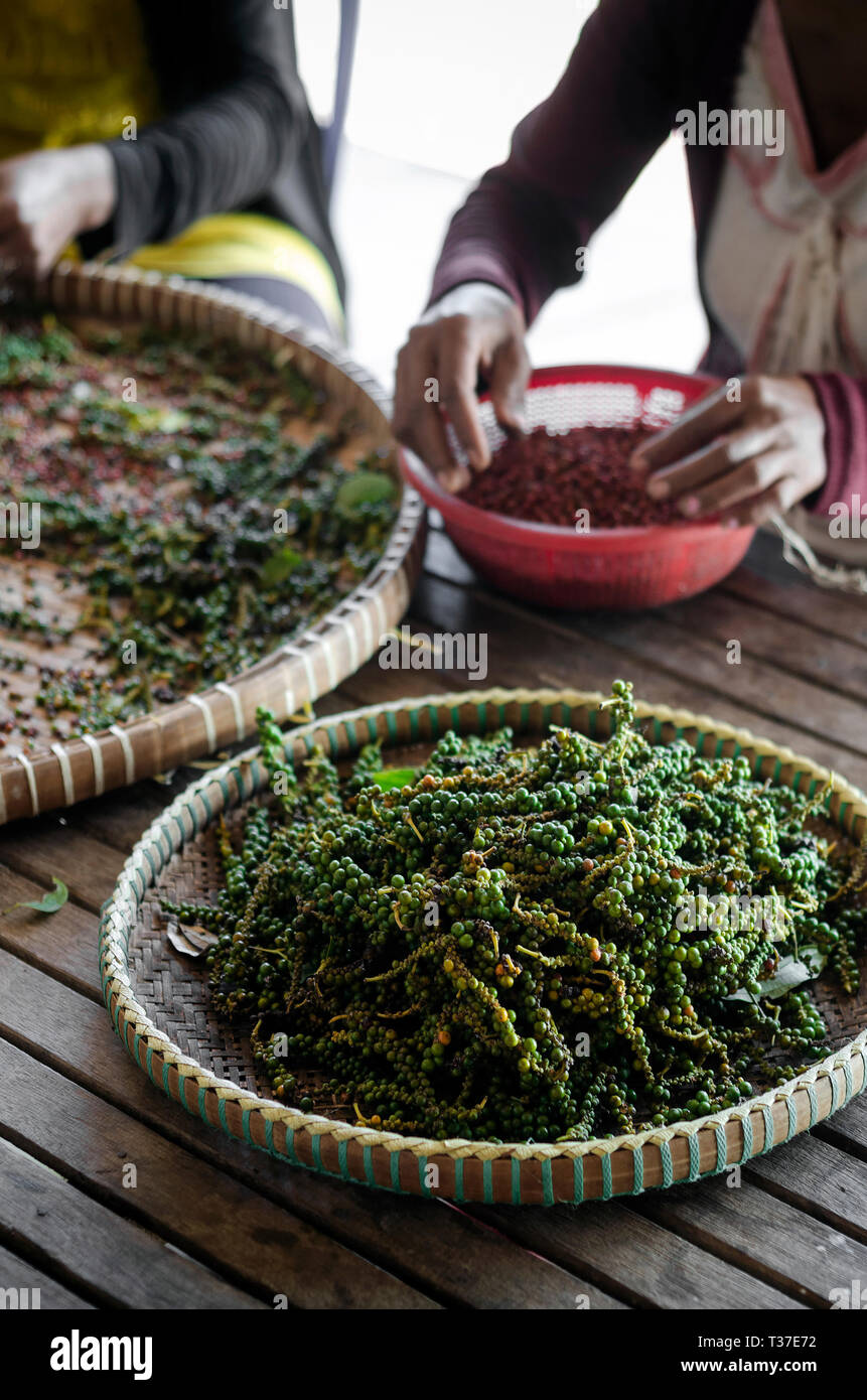 farm workers sorting and selecting fresh pepper peppercorns on