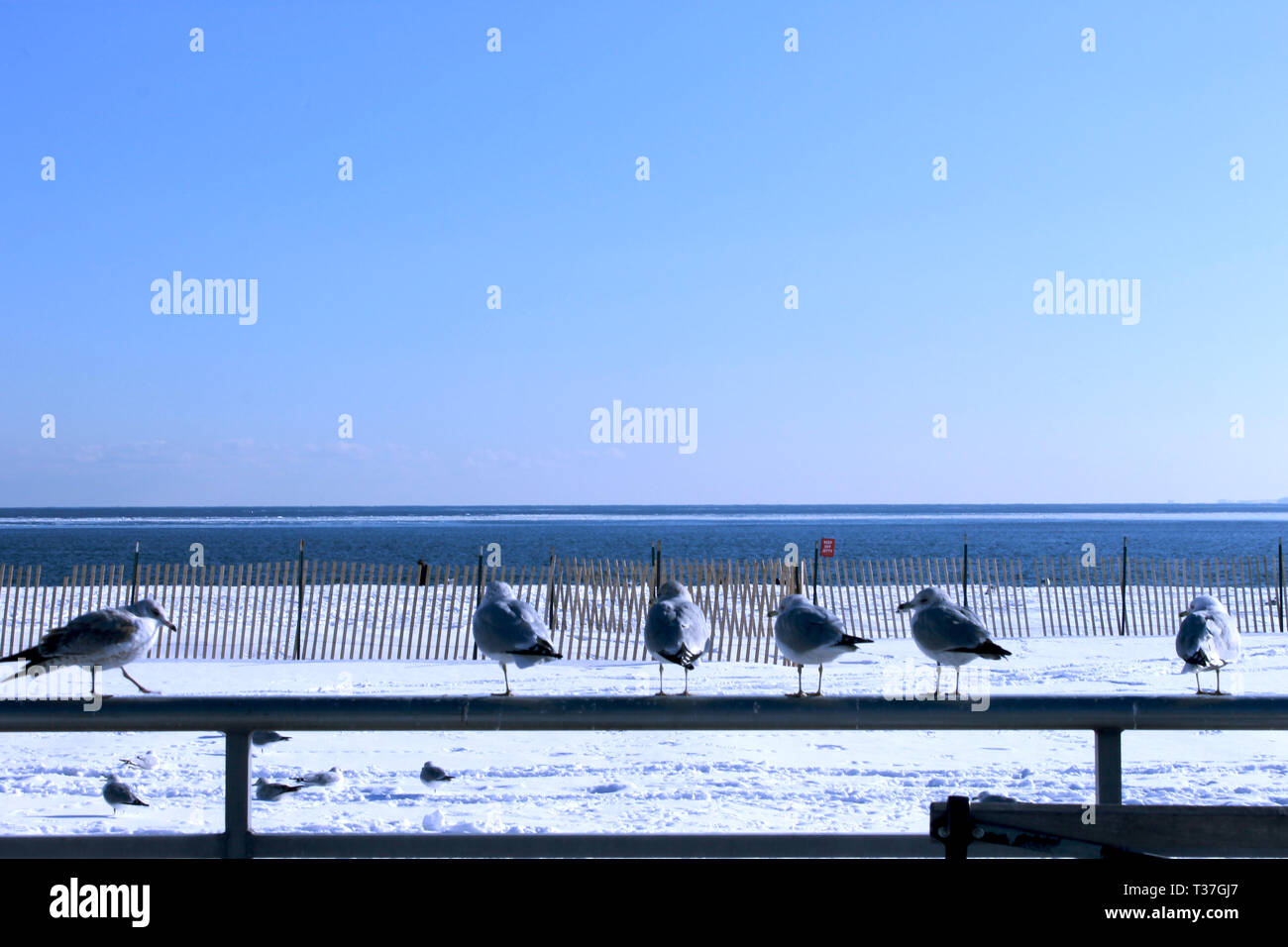birds looking at the horizon in the beach Stock Photo