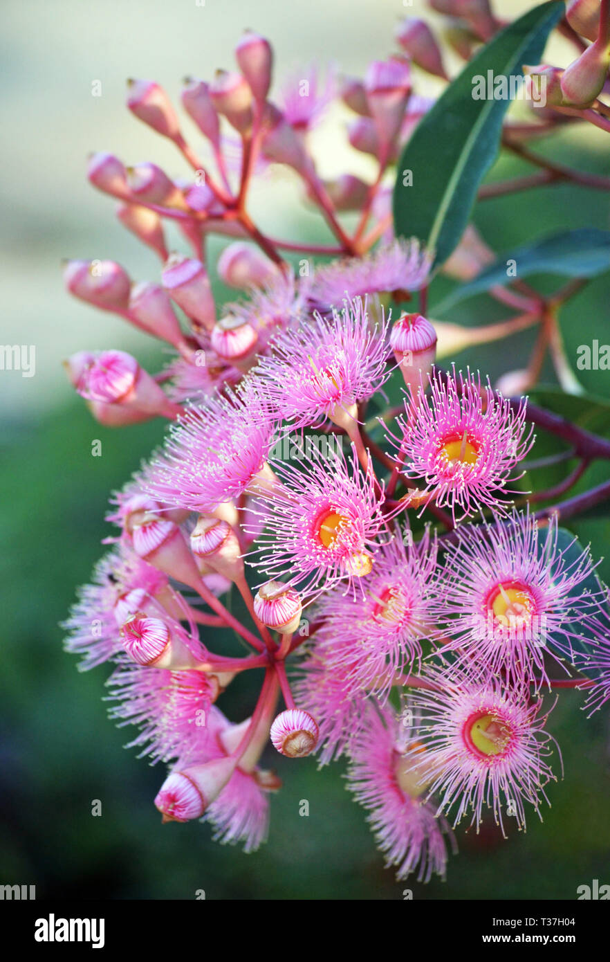 Pink blossoms and buds of the Australian native Corymbia cultivar Summer Beauty, family Myrtaceae. Stock Photo