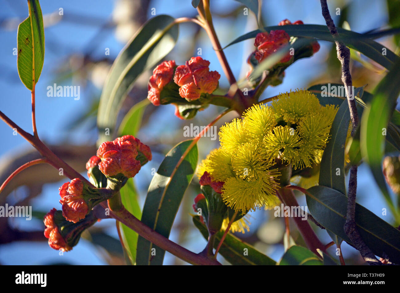 Vibrant yellow flowers and red buds of the mallee gum tree Eucalyptus erythrocorys, family Myrtaceae. Also known as the Illyarrie, Red capped Gum Stock Photo
