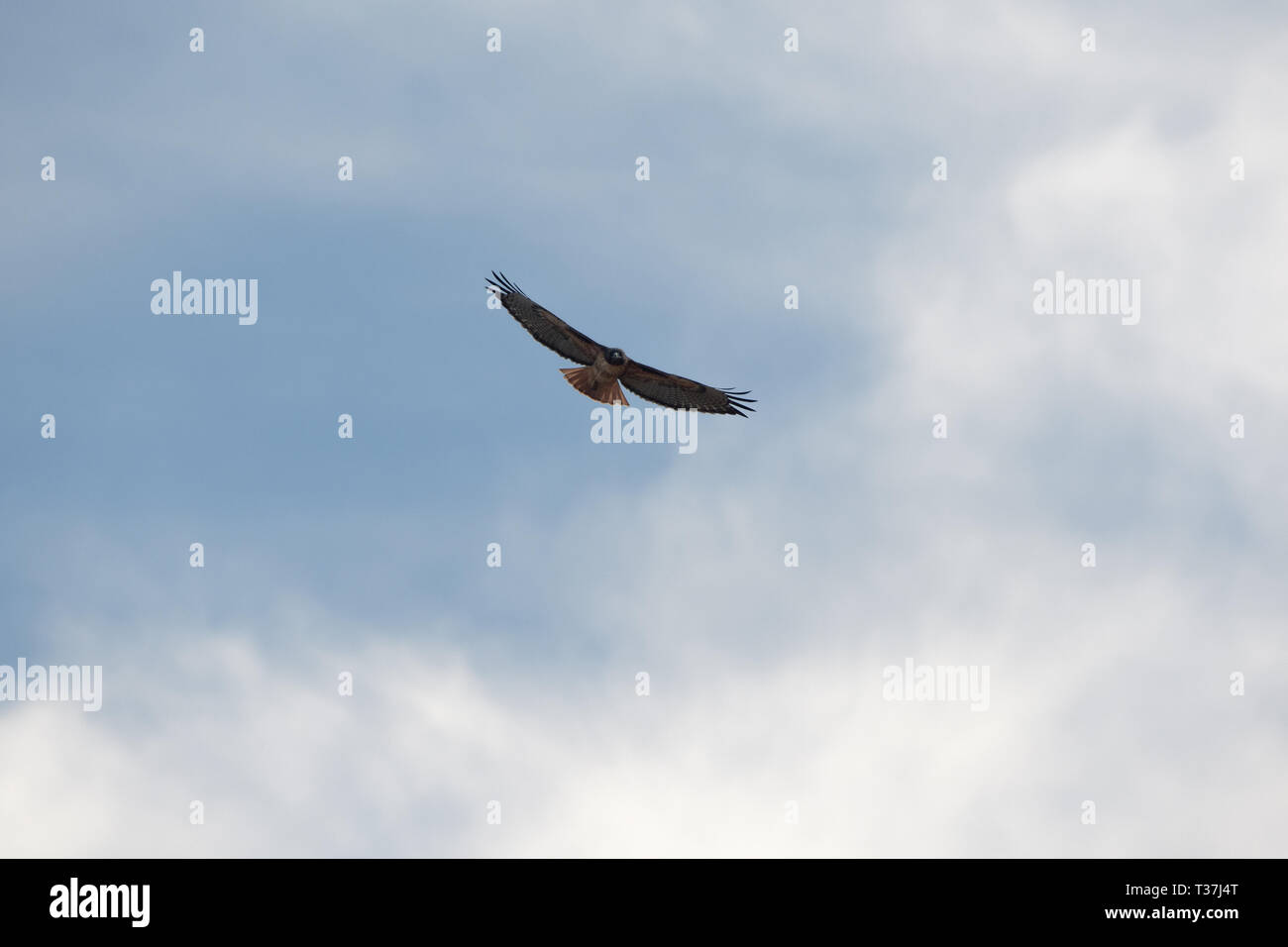 Red-tailed hawk flying against light clouds in California Stock Photo