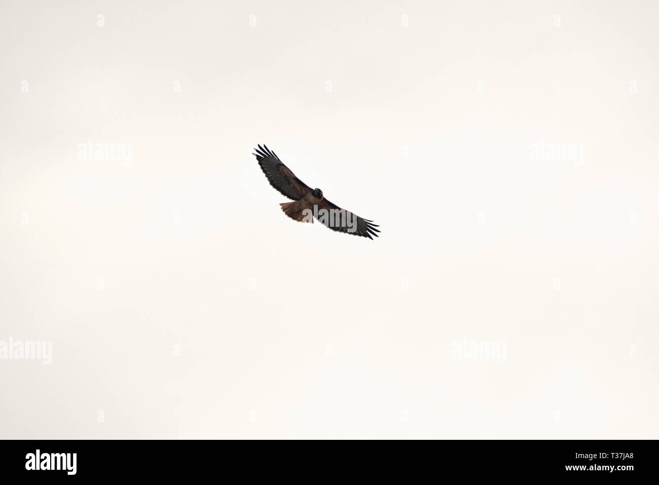Red-tailed hawk flying against light clouds in California Stock Photo