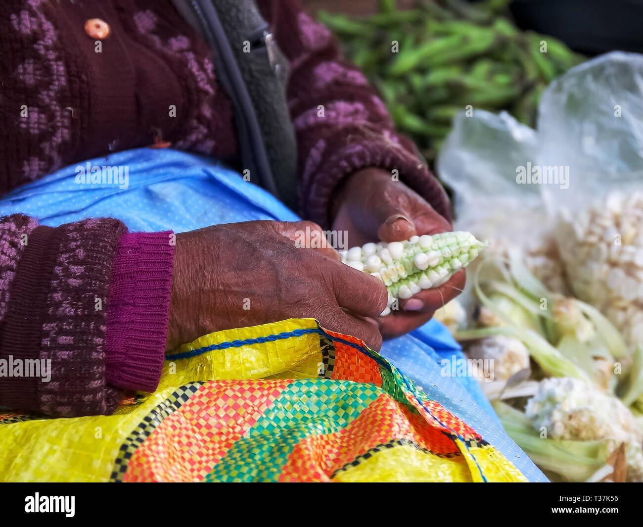 side view of a peruvian woman picking apart giant corn Stock Photo
