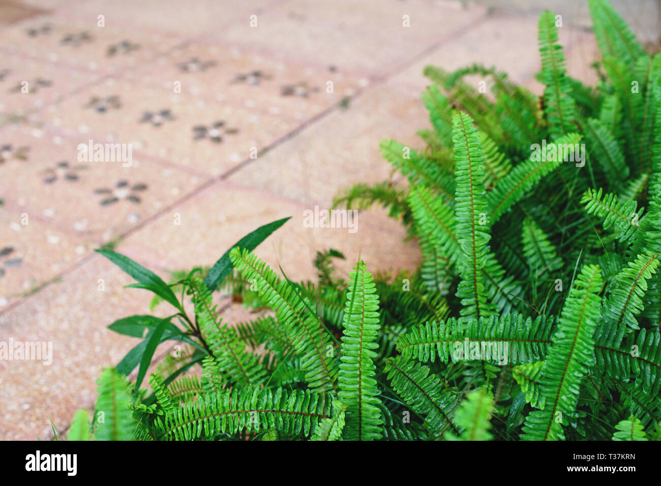 The Sword Fern leaves background. Nephrolepis exaltata fern, free copy space. Stock Photo