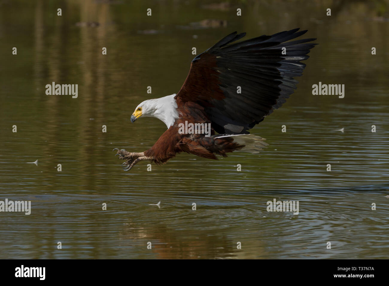 An african fish eagle flying near the surface of a small waterhole, about to strike, talons forward, Ol Pejeta Conservancy, Laikipia, Kenya, Africa Stock Photo