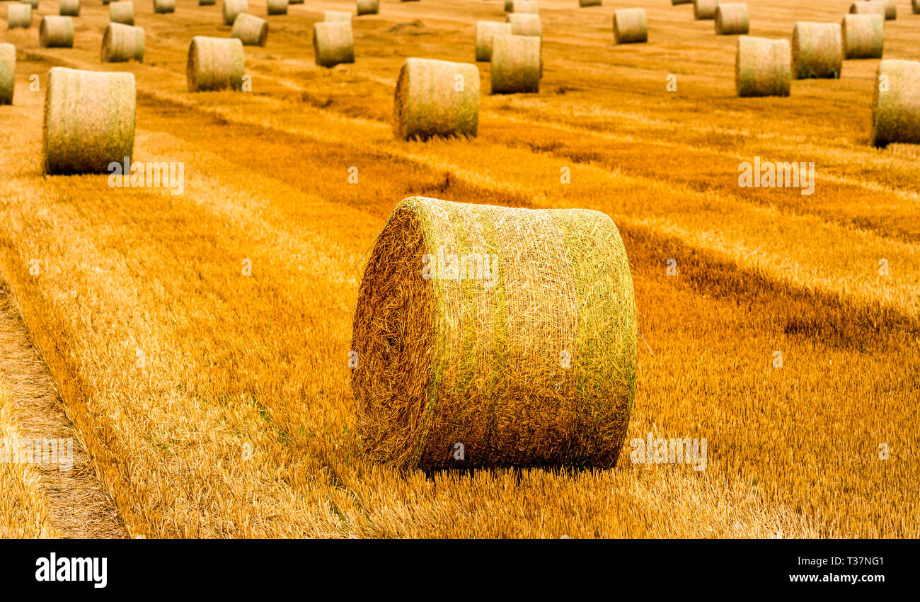 Harvested stubble field straw hi-res stock photography and images - Alamy