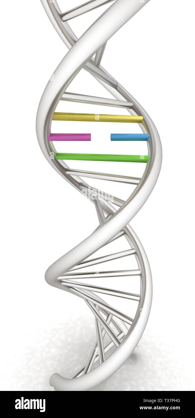 DNA structure model on white. 3d illustration Stock Photo - Alamy