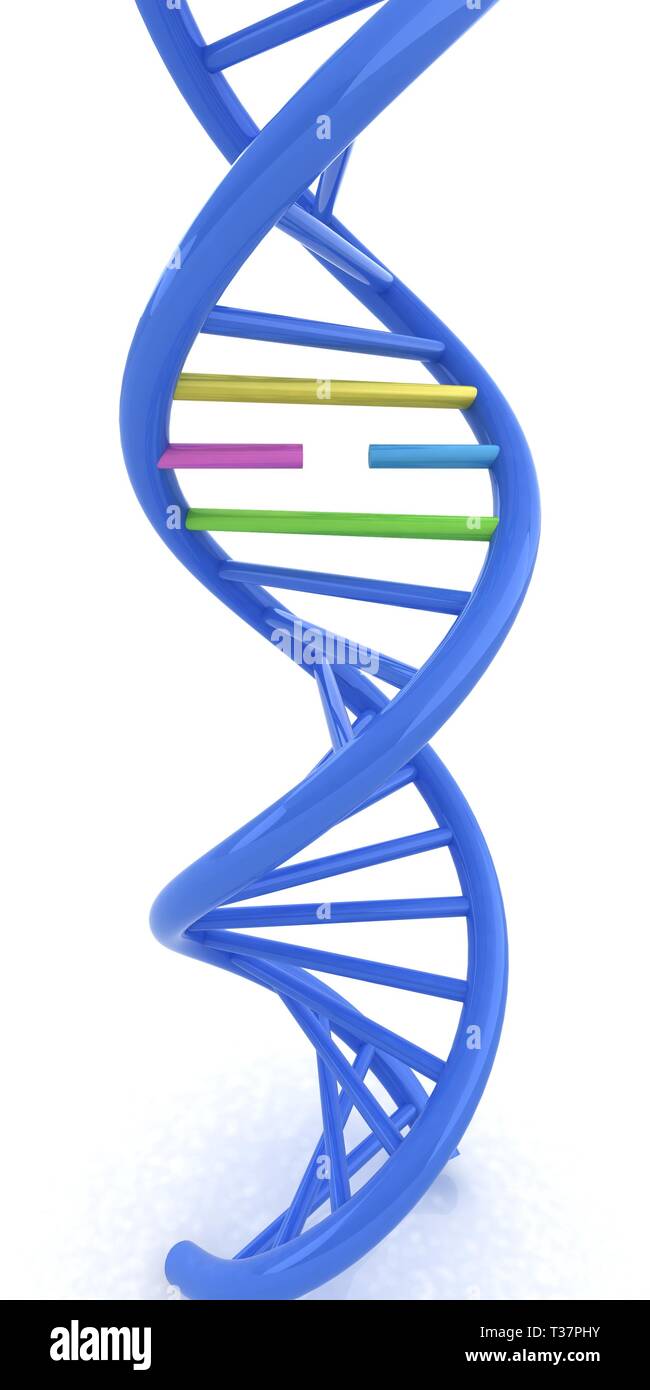 Dna Structure Model On White 3d Illustration Stock Photo Alamy