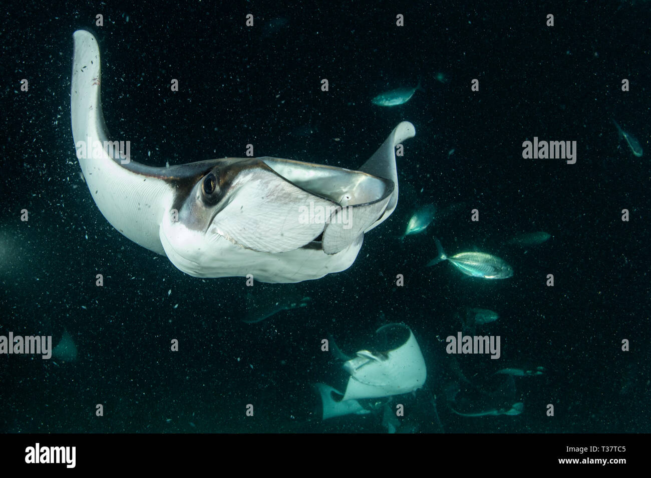 Munks Devil Ray feeding on plankton at night, Mobula munkiana, La Paz, Baja California Sur, Mexico Stock Photo