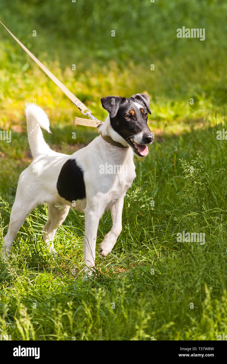 Smooth Fox Terrier Lab Mix