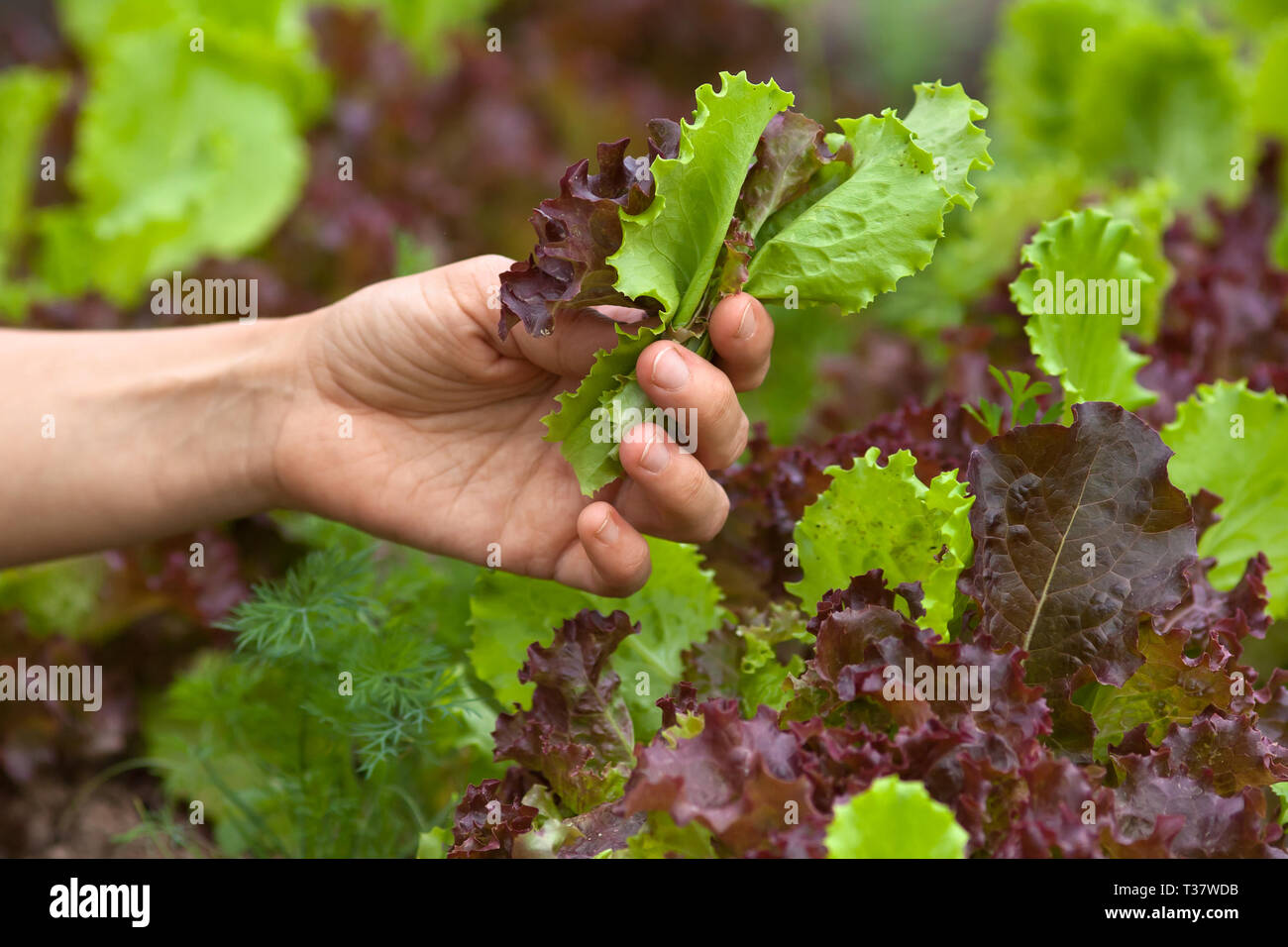 hand with fresh lettuce in the vegetable garden Stock Photo
