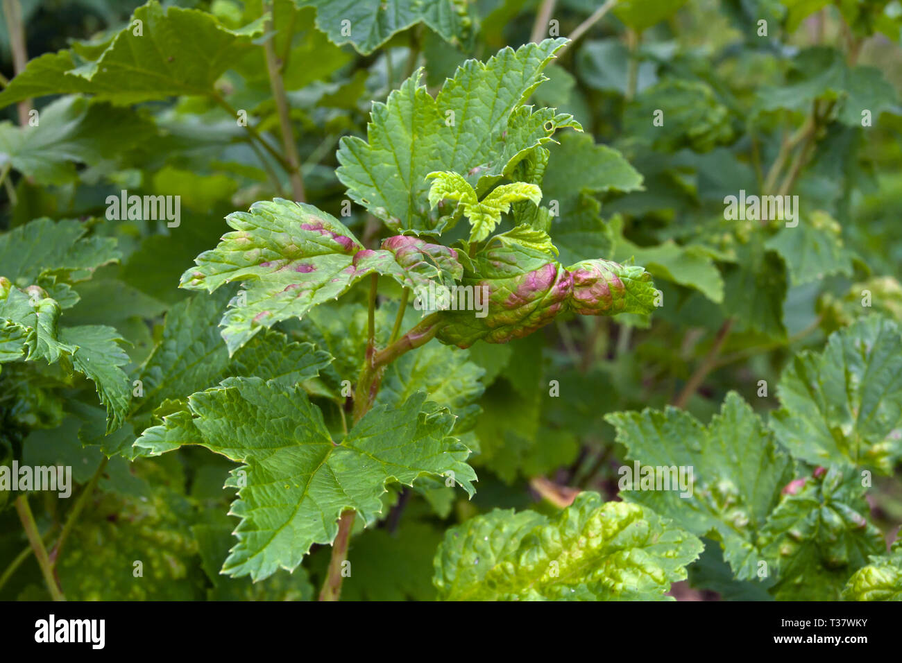 ill leaves of red currant infected by gallic aphids Stock Photo