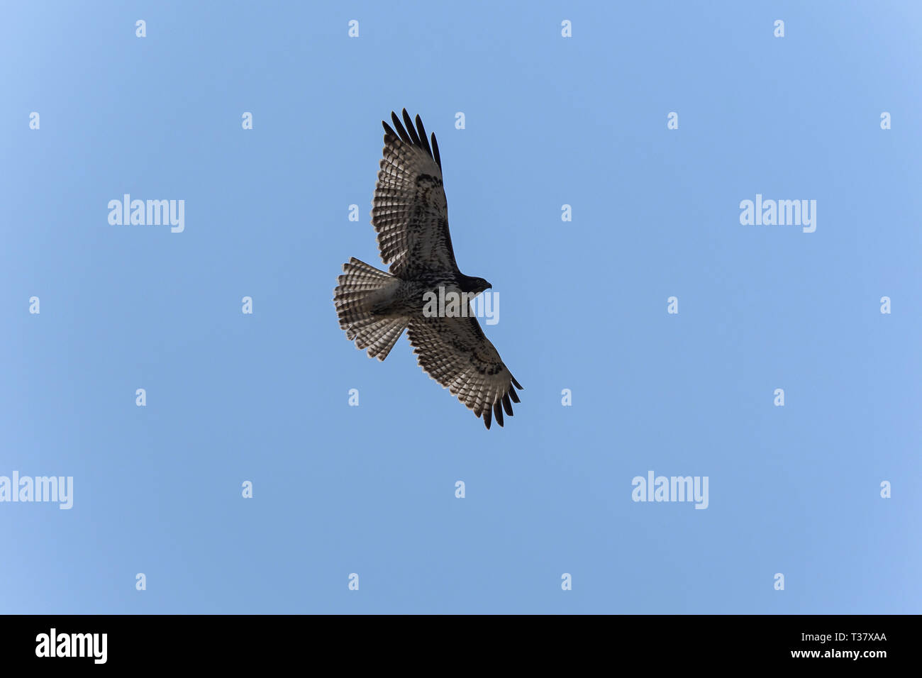 Swainson's Hawk in flight against blue sky Stock Photo