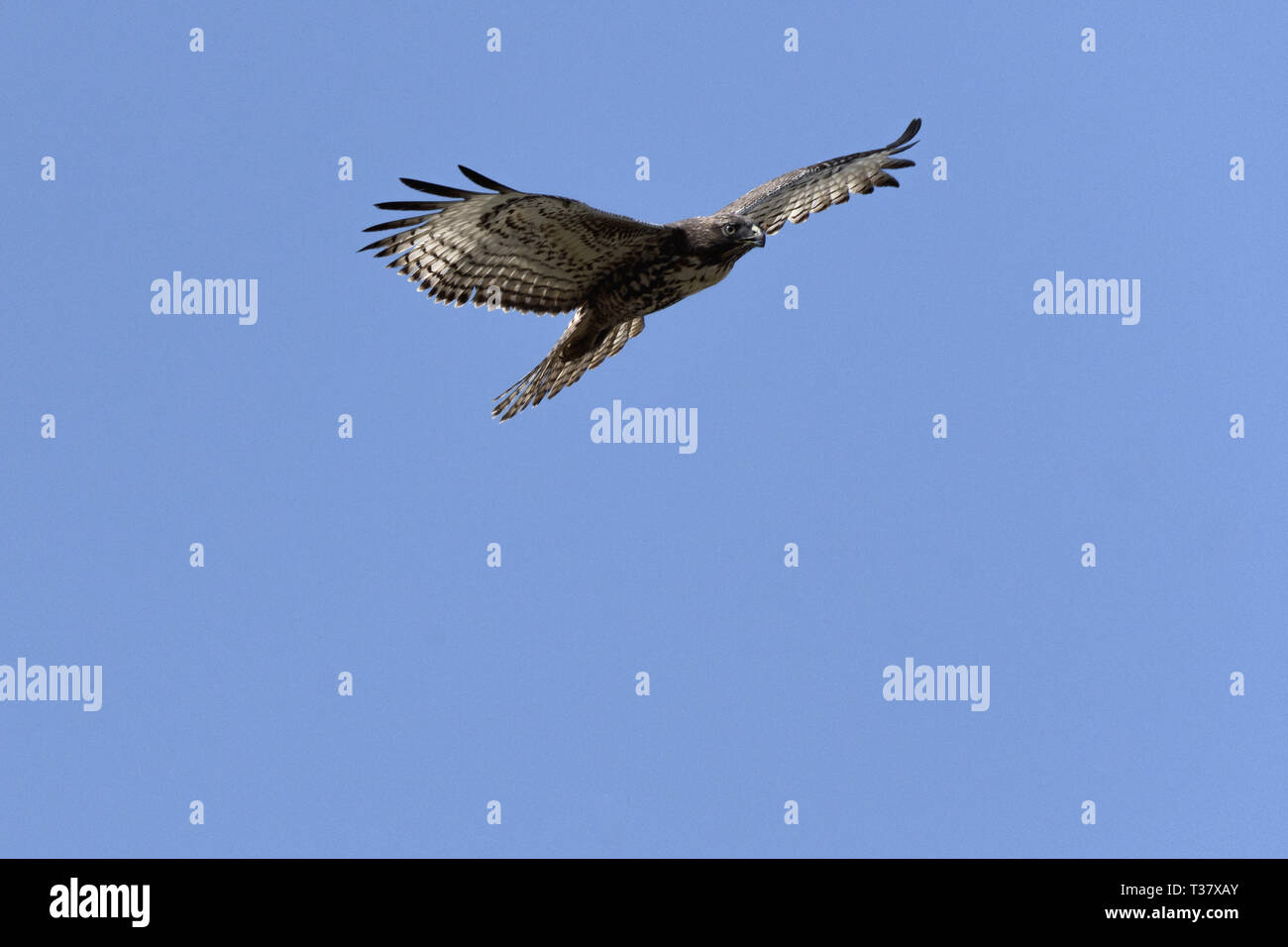 Swainson's Hawk in flight against blue sky Stock Photo