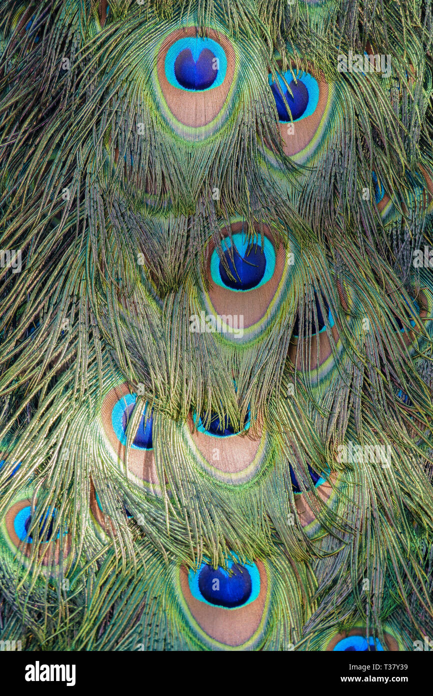 Close up shot of a beautiful peacock fan, shot at Los Angeles Stock ...