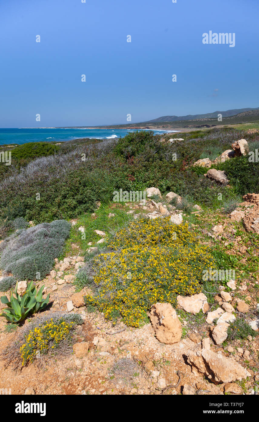 Plants of the Akamas Peninsula Stock Photo - Alamy