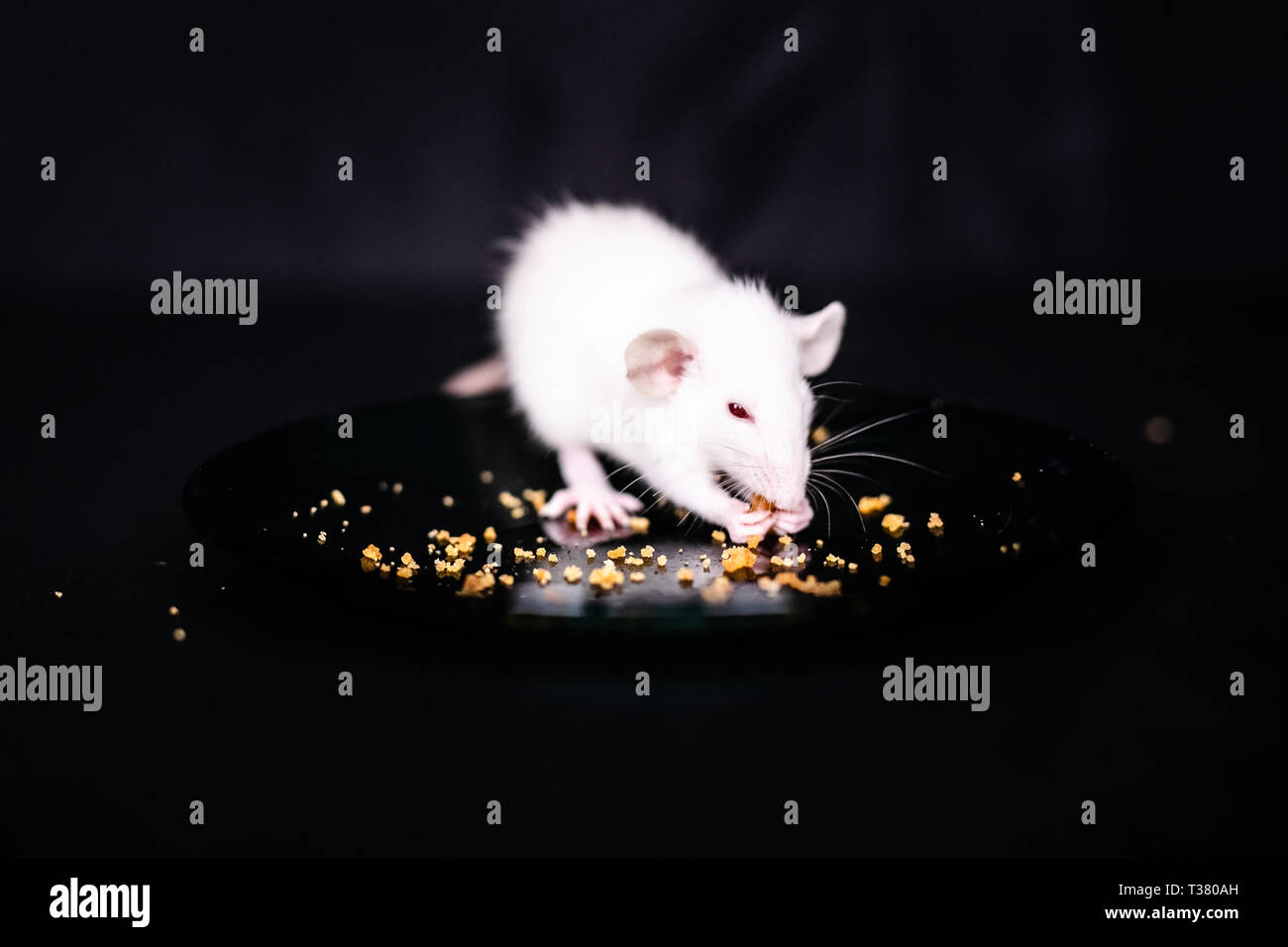 Cute Little Rat eating a crumbs on the plate, Pet Rat eating a treat. Fluffy rodent pet with