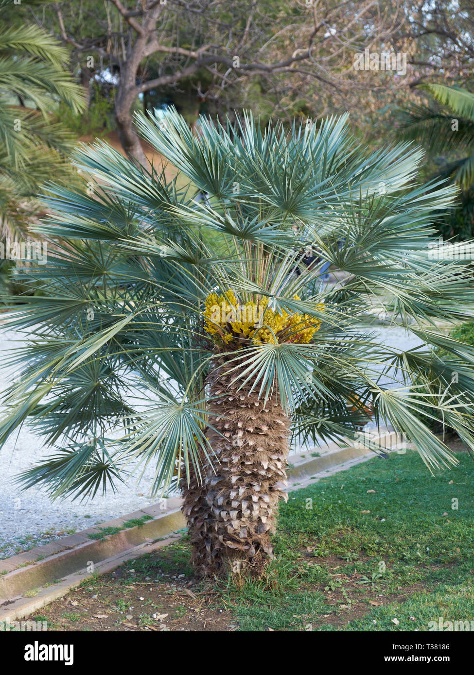 Chamaerops Humilis Cerifera - Blue mediterranean fan palm. Parque de La Paloma. Benalmádena, Málaga, Spain. Stock Photo