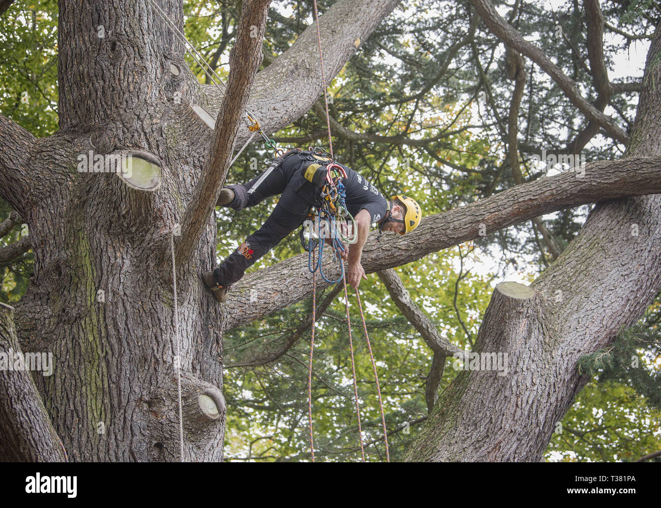 Christchurch, Canterbury, New Zealand. 7th Apr, 2019. BARTON ALLEN-HALL of Melbourne, Australia, take top honors in the Asia-Pacific Tree Climbing Masters' Challenge Championships in the Christchurch Botanic Gardens. Competitors vie in a series of tests of agility, speed and skill. Allen-Hall will represent the region in the international championships scheduled for August in the United States. Credit: PJ Heller/ZUMA Wire/Alamy Live News Stock Photo