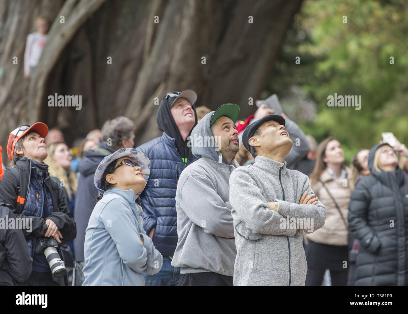Christchurch, Canterbury, New Zealand. 7th Apr, 2019. Spectators crane their necks to watch participants in the Asia-Pacific Tree Climbing Masters' Challenge Championships in the Christchurch Botanic Gardens. Competitors vie in a series of tests of agility, speed and skill. Credit: PJ Heller/ZUMA Wire/Alamy Live News Stock Photo