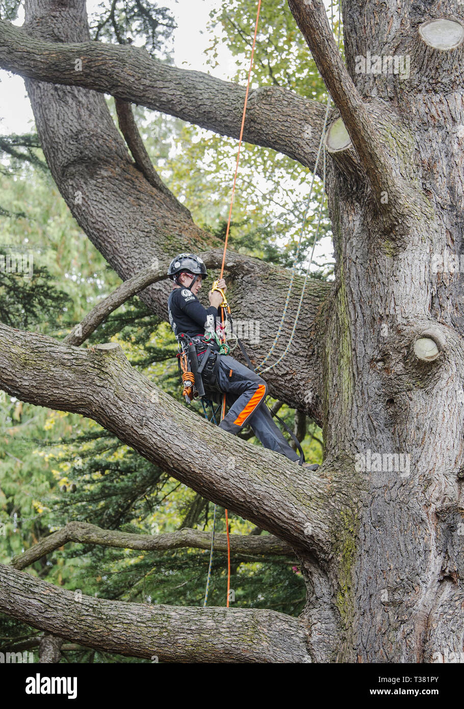 Christchurch, Canterbury, New Zealand. 7th Apr, 2019. JESS HAMER of Brisbane, Australia, takes top honors in the Asia-Pacific Tree Climbing Women's Masters' Challenge Championships in the Christchurch Botanic Gardens. Competitors vie in a series of tests of agility, speed and skill. She will represent the region in the international championships scheduled for August in the United States. Credit: PJ Heller/ZUMA Wire/Alamy Live News Stock Photo