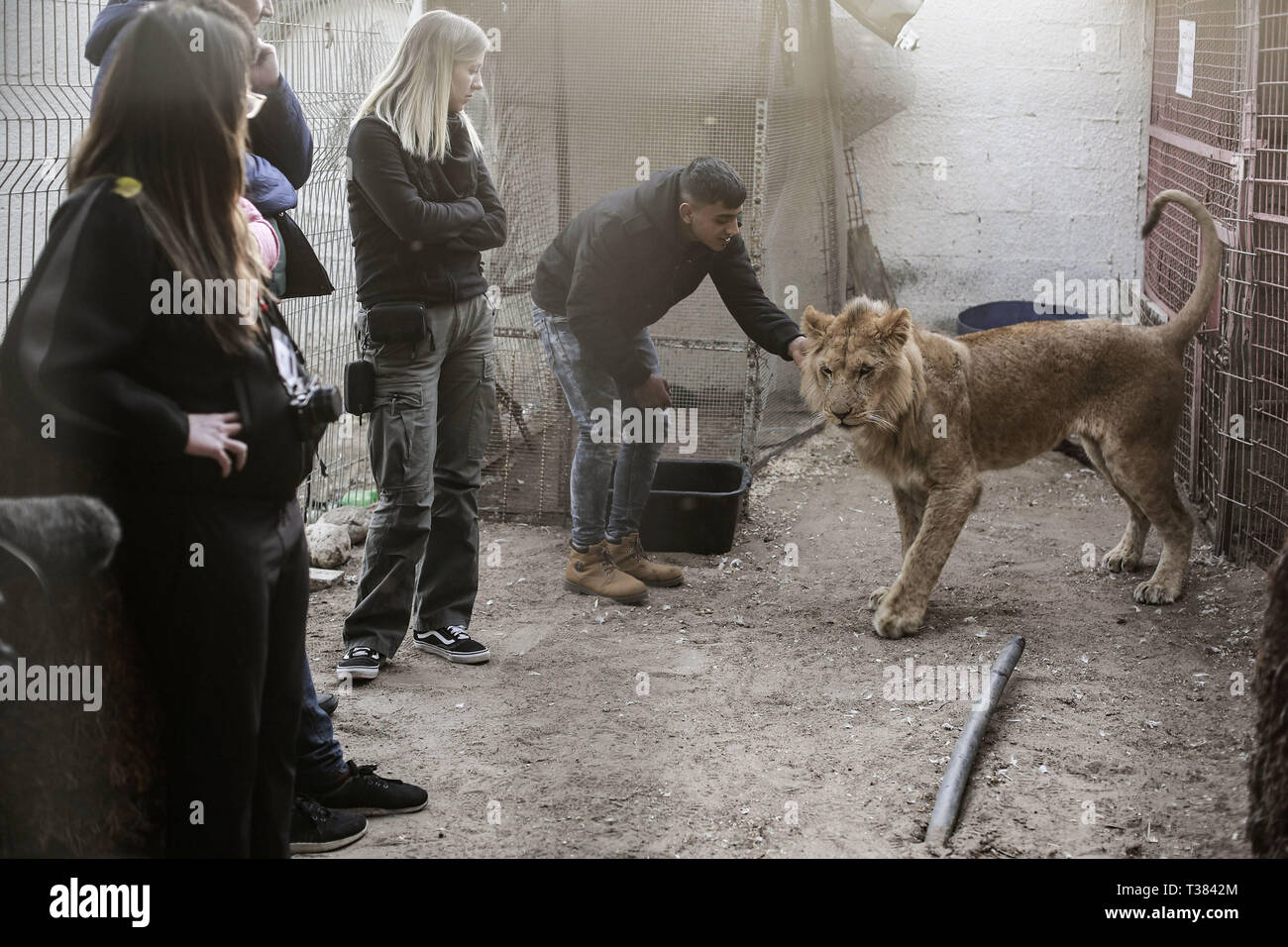 Rafah, Palestinian Territories. 07th Apr, 2019. A member of the International  Animal Welfare Organization 'Four Paws' tends to a lioness at a zoo in  Rafah, as the zoo owner agreed to handover