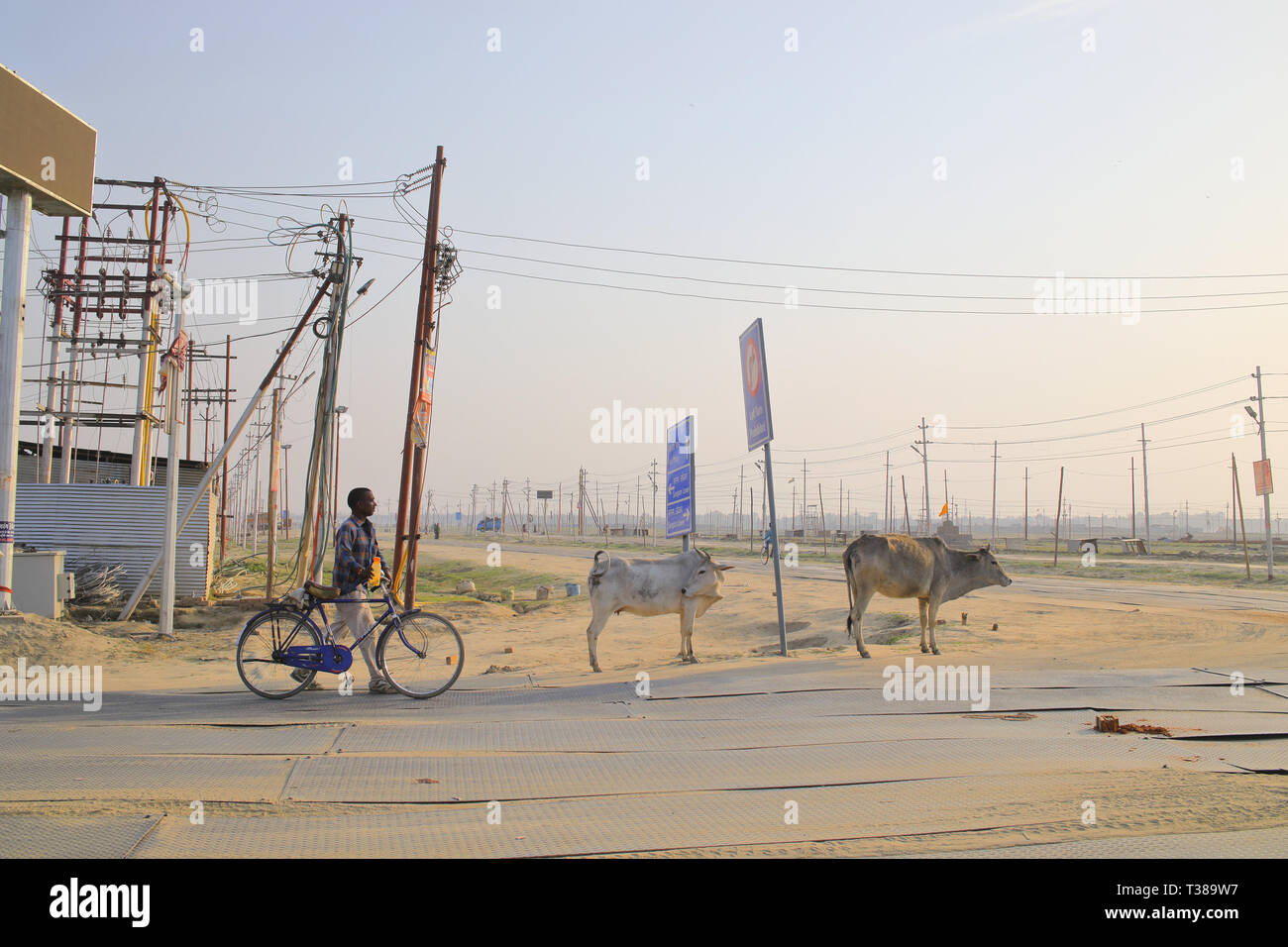 Cow slaughter india hires stock photography and images Alamy