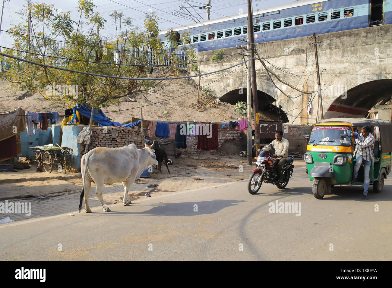 Uttar pradesh cow shelter hires stock photography and images Alamy